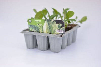 Cabbage Hispi 12 pack