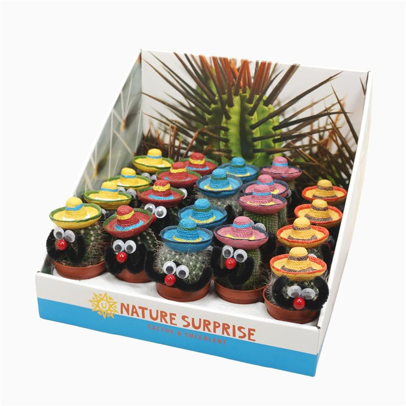 Cactus 'Mexico' mix P 5,5 (Sold Individually)