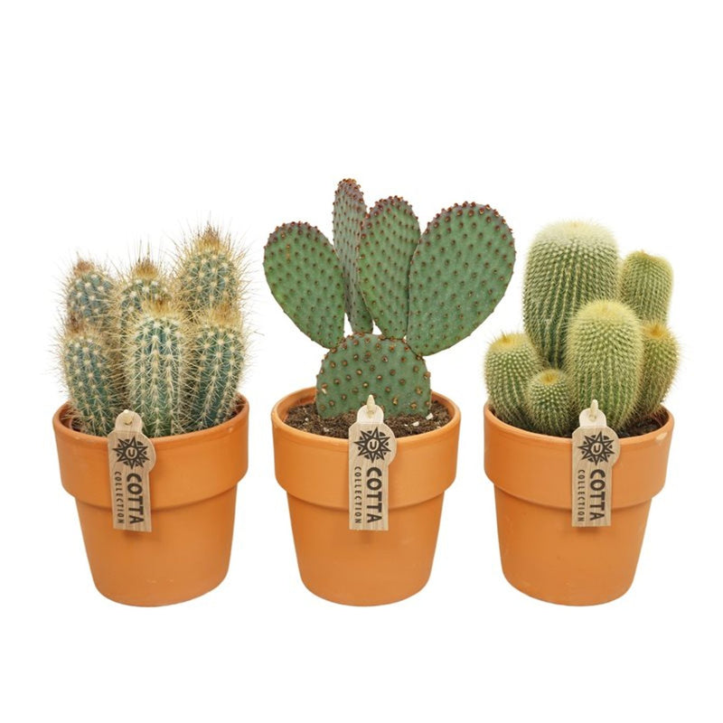 Mixed cactus plants in a 13 cm terracotta pot