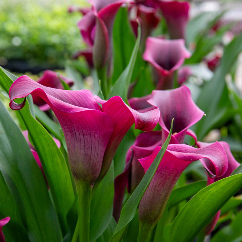Calla 'Royal Valentine' 2L