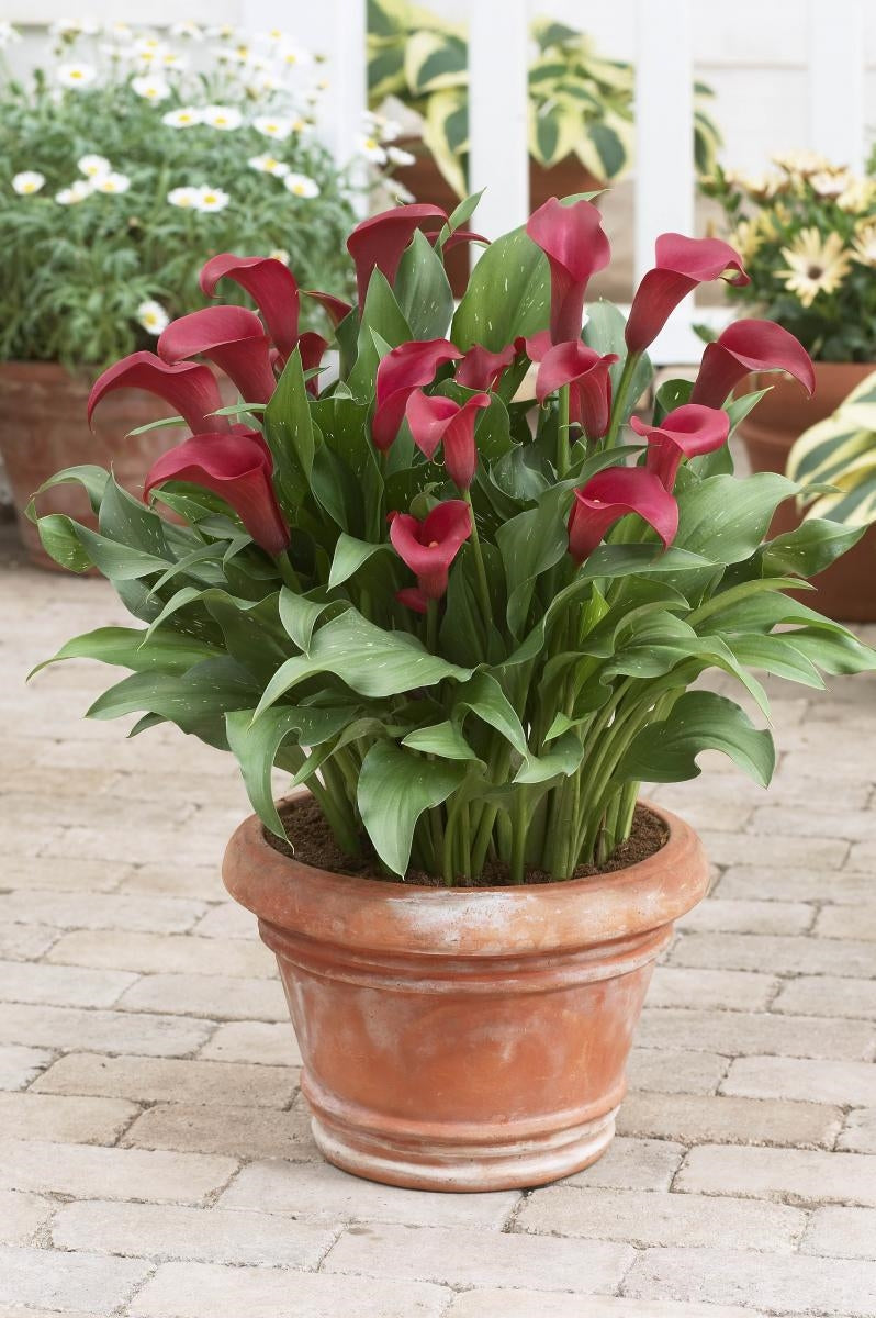 Calla 'Royal Valentine' 2L