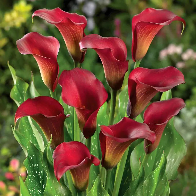 Calla 'Royal Valentine' 2L