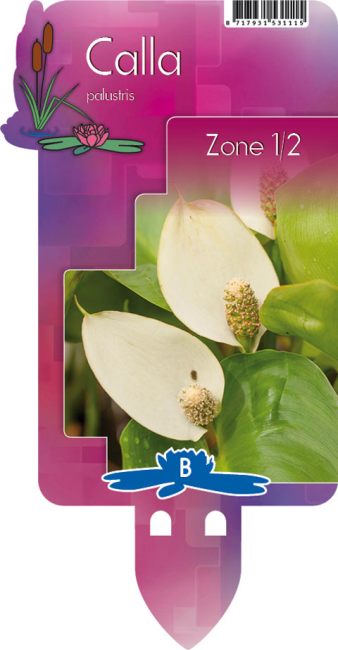 Calla palustris P9