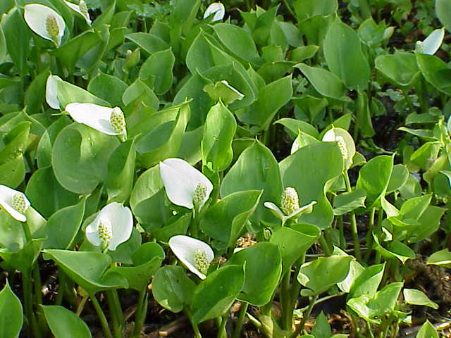 Calla palustris P9