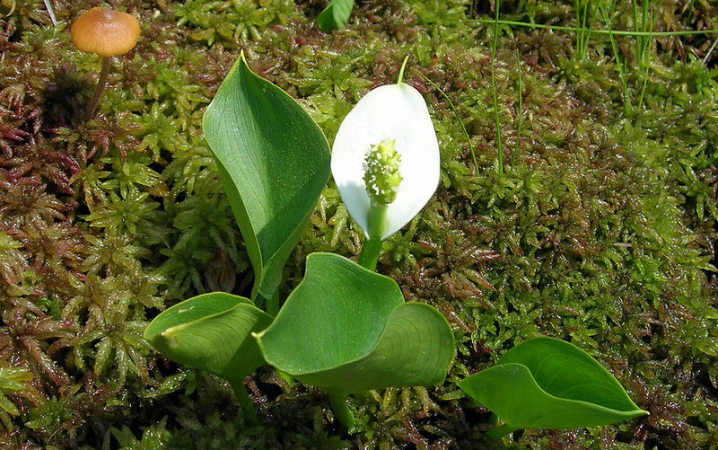 Calla palustris P9