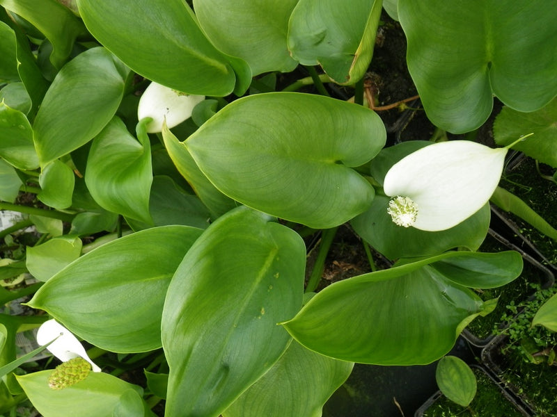 Calla palustris P9