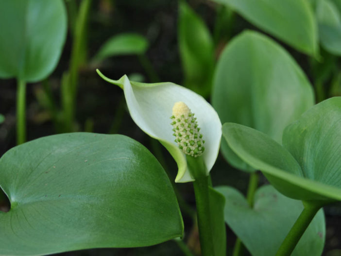 Calla palustris P9