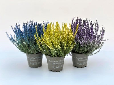 Calluna Sprayed 10.5cm (Sold individually)