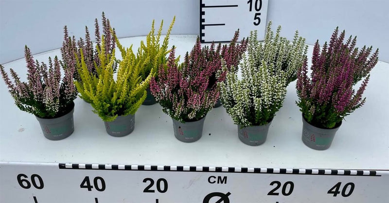 Calluna 'Beauty Ladies' (Sold individually) P7