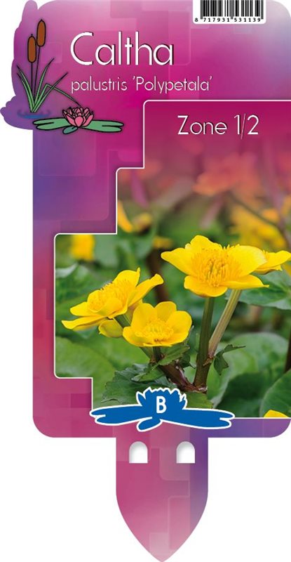 Caltha palustris 'Polypetala' | Giant Marsh Marigold P9