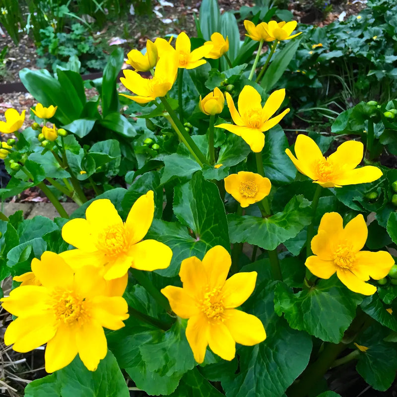 Caltha palustris 'Polypetala' | Giant Marsh Marigold P9