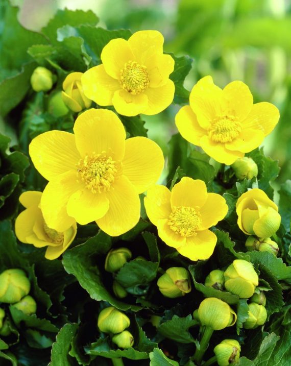 Caltha palustris 'Polypetala' | Giant Marsh Marigold P9