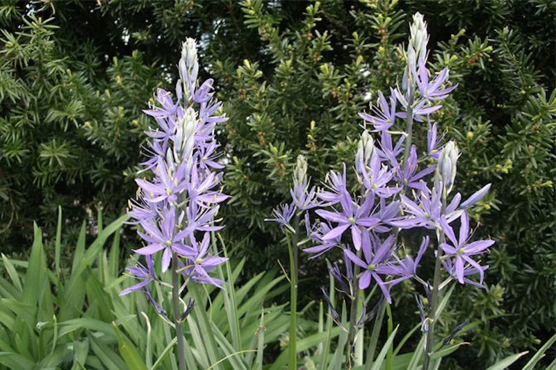Camassia quamash 'Orion' (35 bulbs)