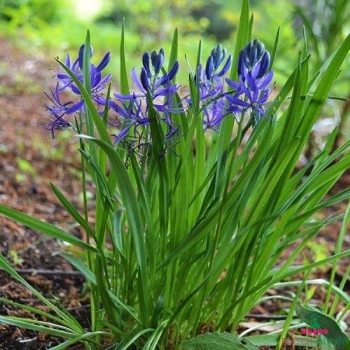 Camassia quamash 'Orion' (35 bulbs)