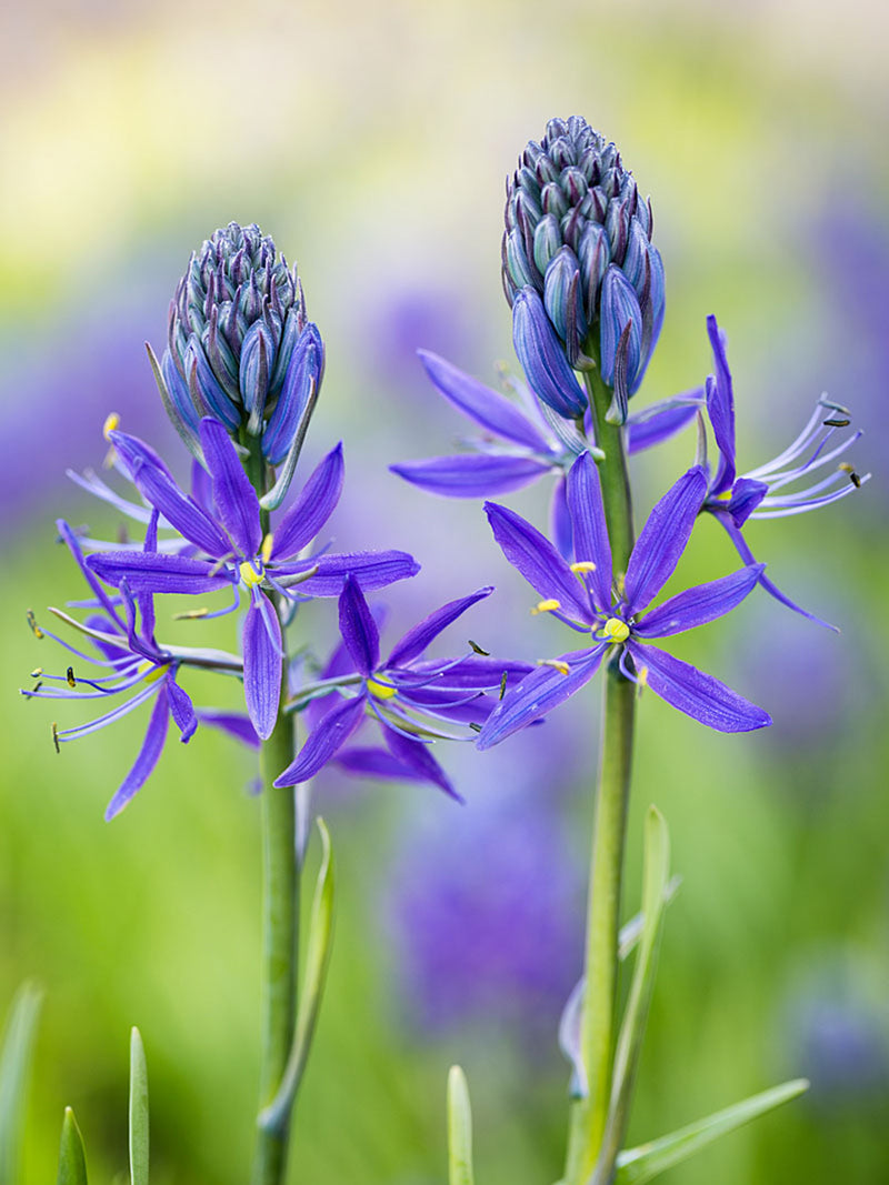 Camassia quamash 'Orion' (35 bulbs)