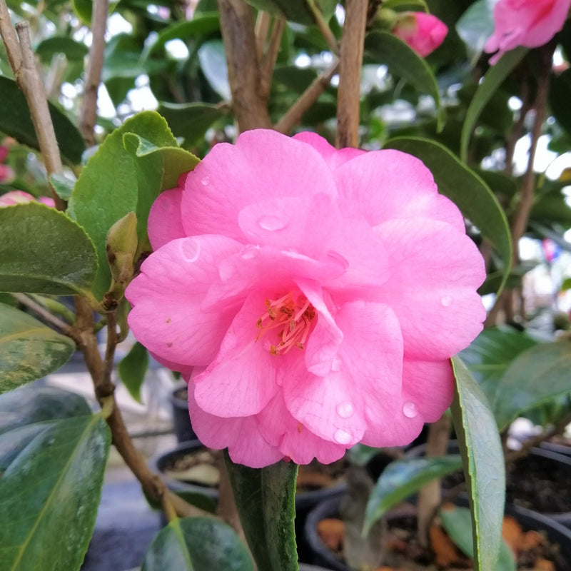 Camellia | Camellia 'Spring Festival' (1.5 Litre)