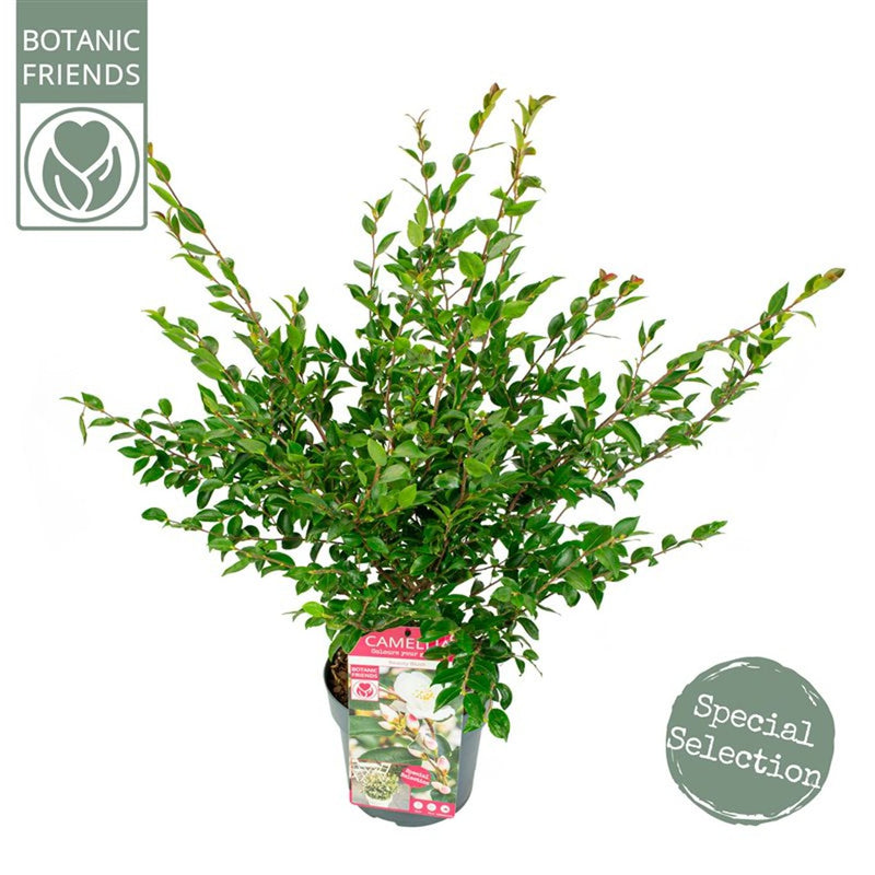 Camellia j. 'Beauty Blush' 50-60cm Height C3