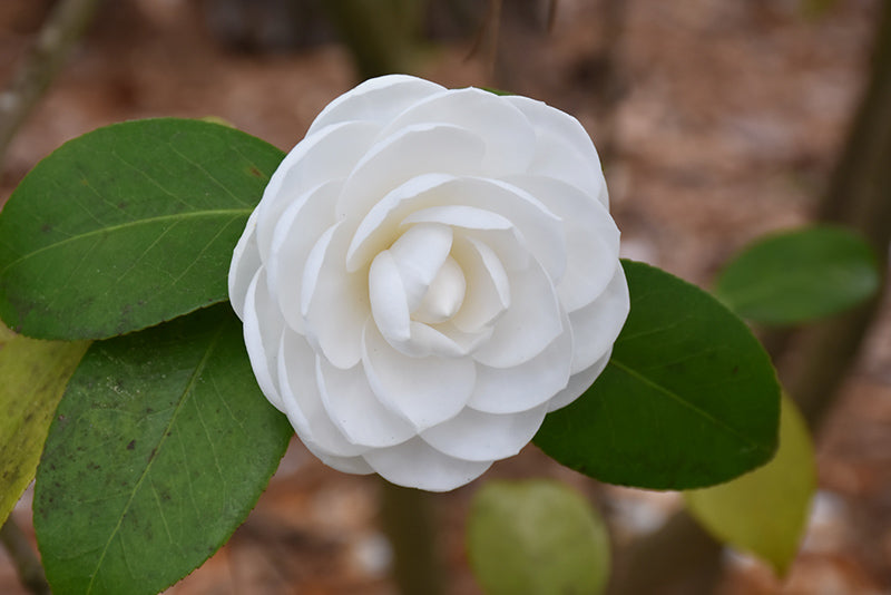 Camellia j. 'Nuccio's Gem'3 Ltr pot