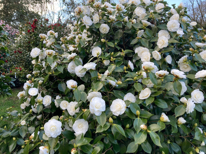 Camellia j. 'Nuccio's Gem'3 Ltr pot
