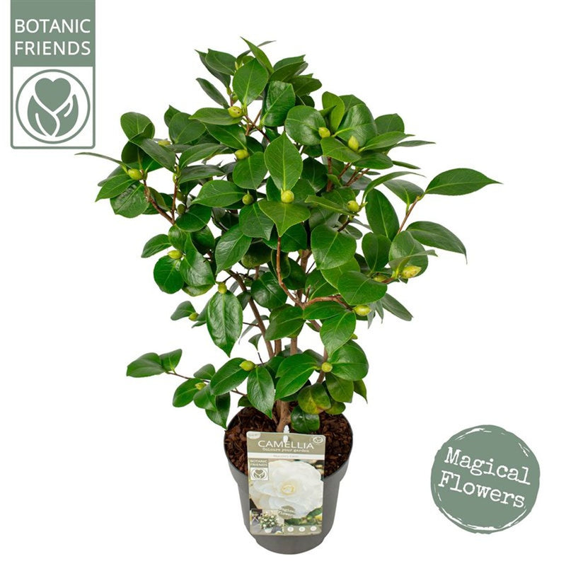 Camellia j. 'Nuccio's Gem'3 Ltr pot