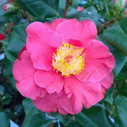 Camellia japonica 'Dr. King' 1.5 Litre