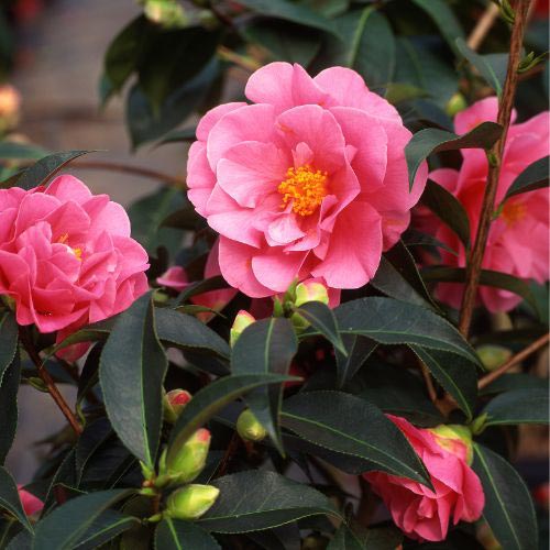 Camellia japonica 'Dr. King' 1.5 Litre