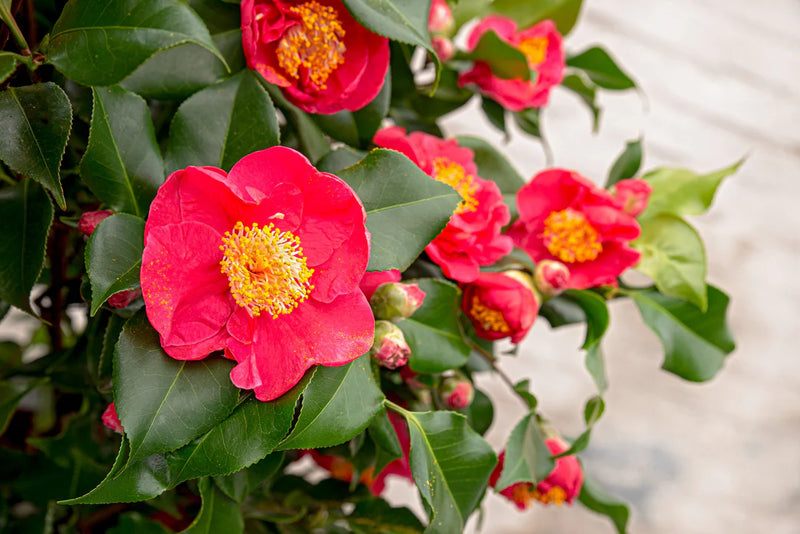 Camellia japonica 'Dr. King' 1.5 Litre