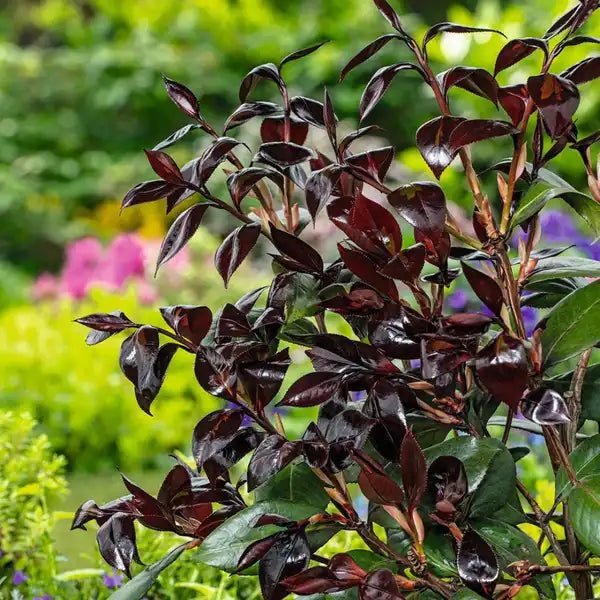 Camellia japonica 'Femme Fatale' 1.5 Litre