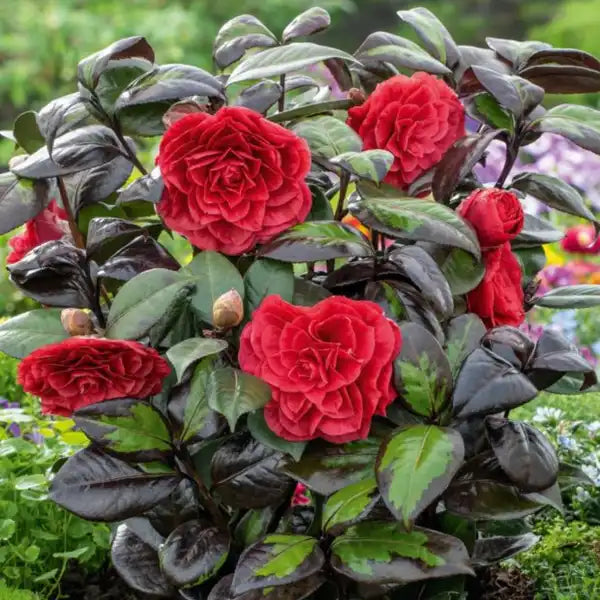 Camellia japonica 'Femme Fatale' 1.5 Litre