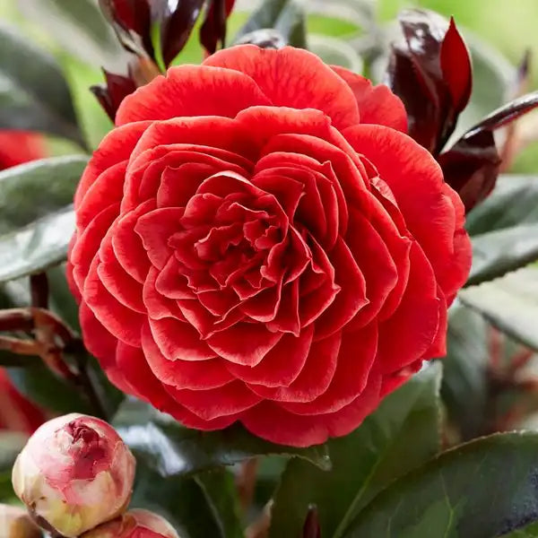 Camellia japonica 'Femme Fatale' 1.5 Litre