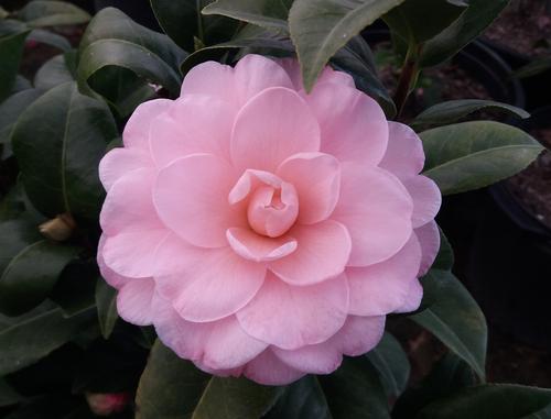 Camellia japonica 'Nuccio's Cameo' 1.5 Litre
