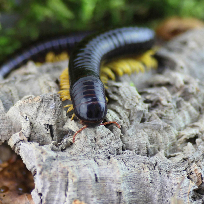 Cameroon Red-Legged Millipede | Mardonius sp.