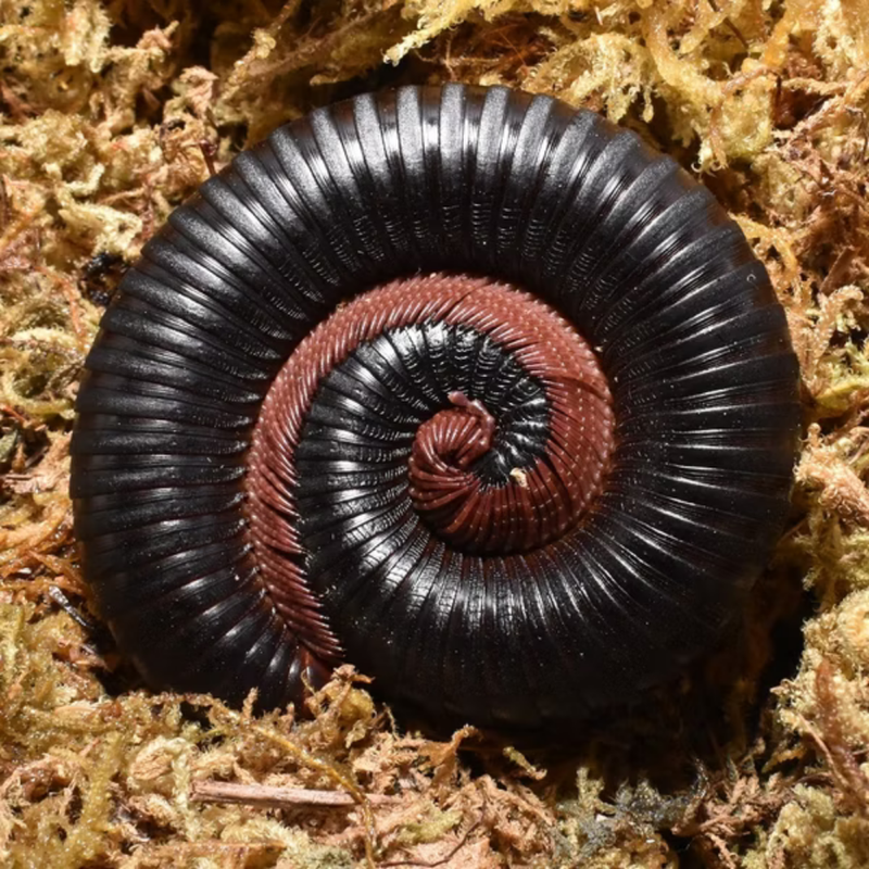Cameroon Red-Legged Millipede | Mardonius sp.