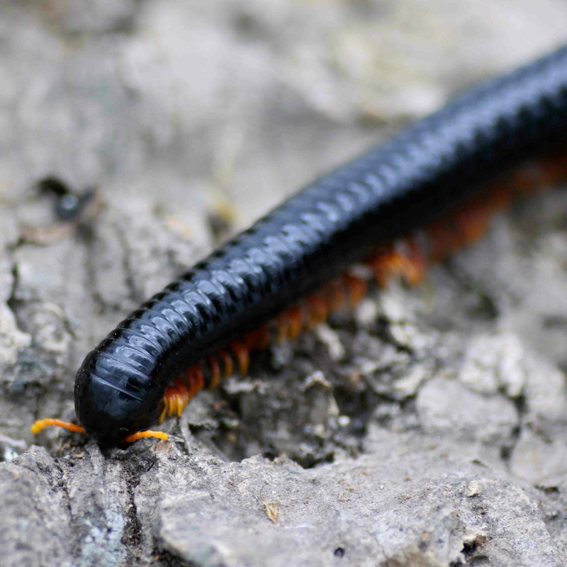 Cameroon Red-Legged Millipede | Mardonius sp.