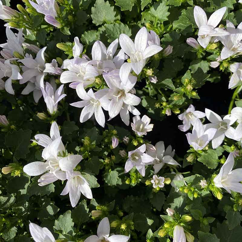 Buy Seasonal Bedding Plants Bedding Plants Dublin Bedding Plants