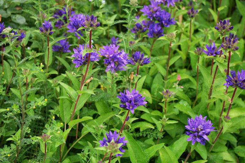 Campanula Glomerata | 'Superba' (2 Litre)