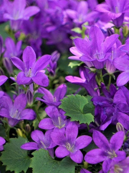 Campanula Portenschlagiana 'Dark Take Me'