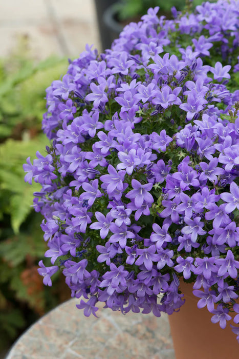 Campanula Muralis Pot (9cm)