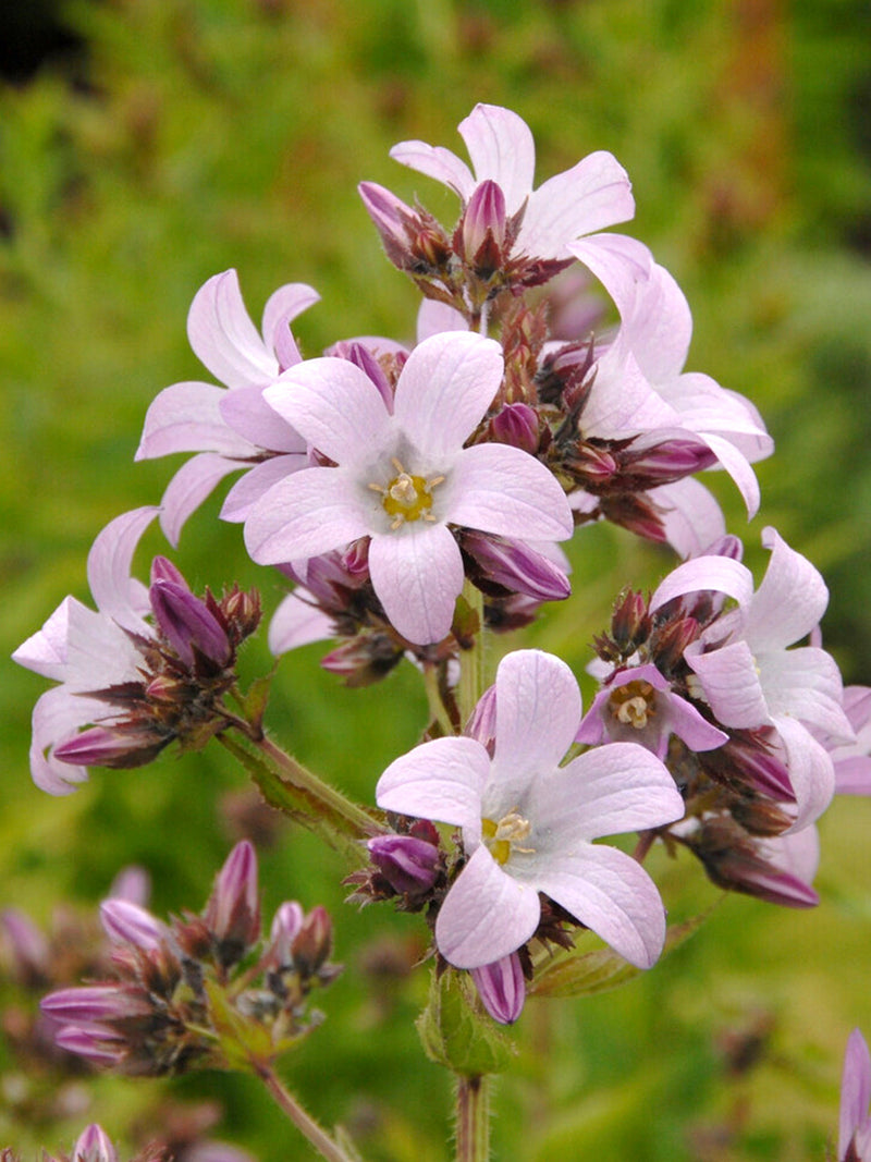 Campanula lactiflora ‘Loddon Anna’ in flower in a garden border