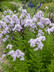 Pink bell-shaped flowers of Campanula ‘Loddon Anna’