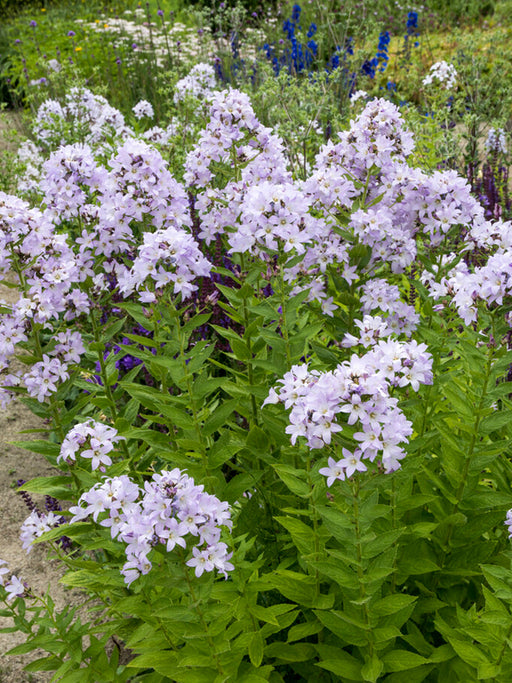 Pink bell-shaped flowers of Campanula ‘Loddon Anna’
