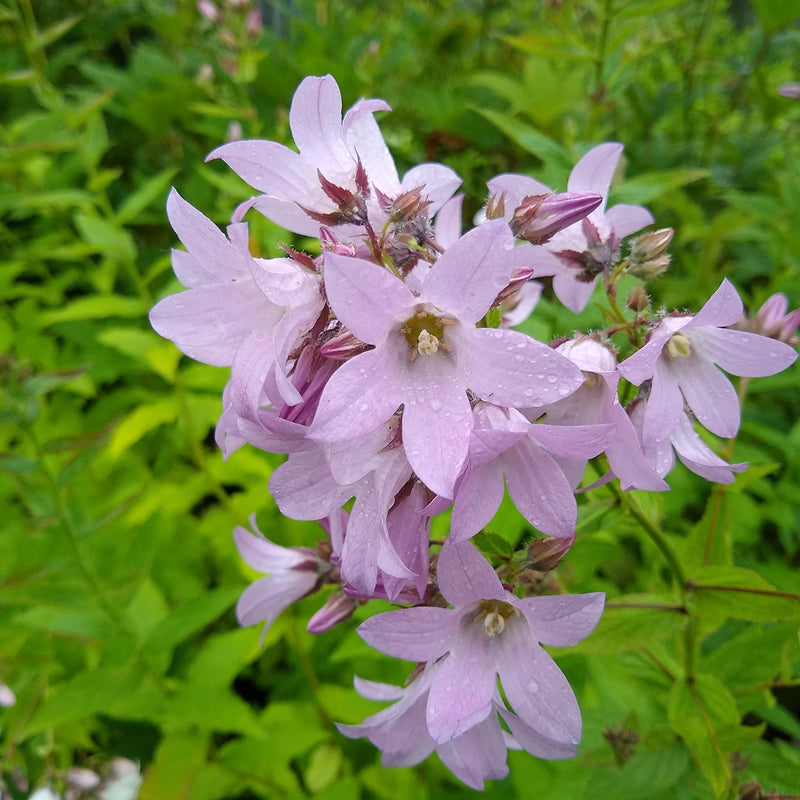 Campanula 'Loddon Anna' 2 Litre