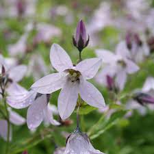 Campanula 'Loddon Anna' 2 Litre