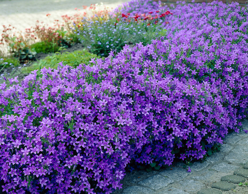 Campanula Portenschlagiana 'Dark Take Me'