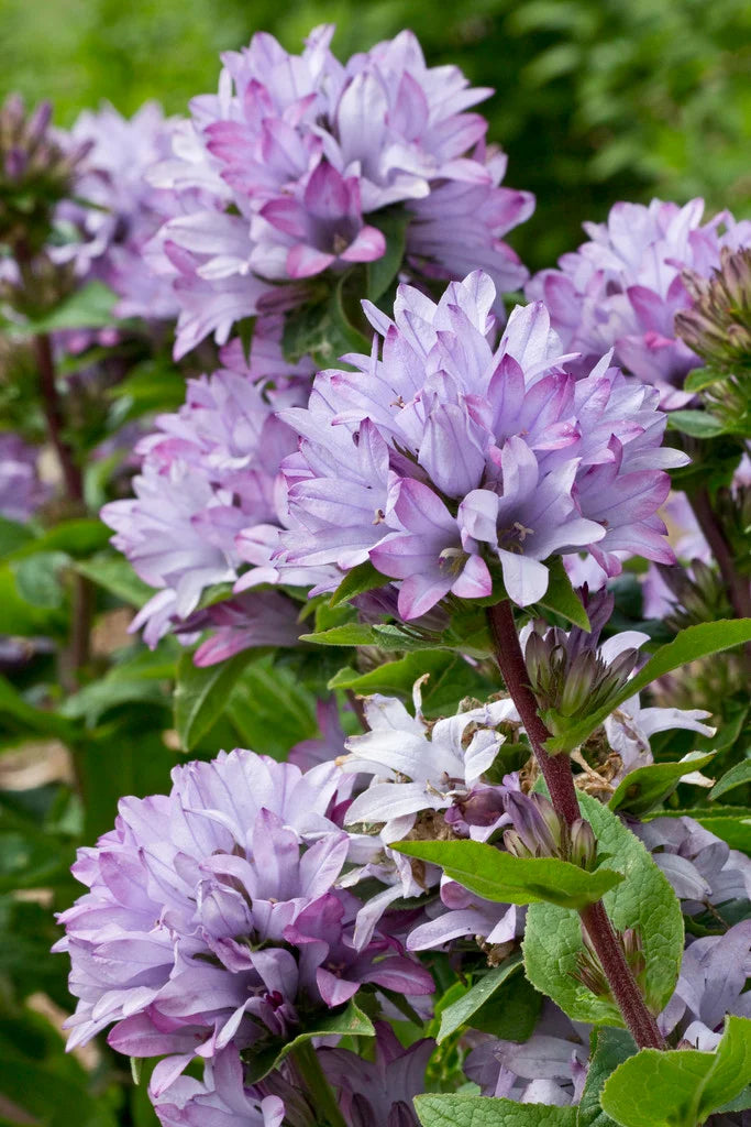 Campanula glom. 'Caroline' 2 Litre