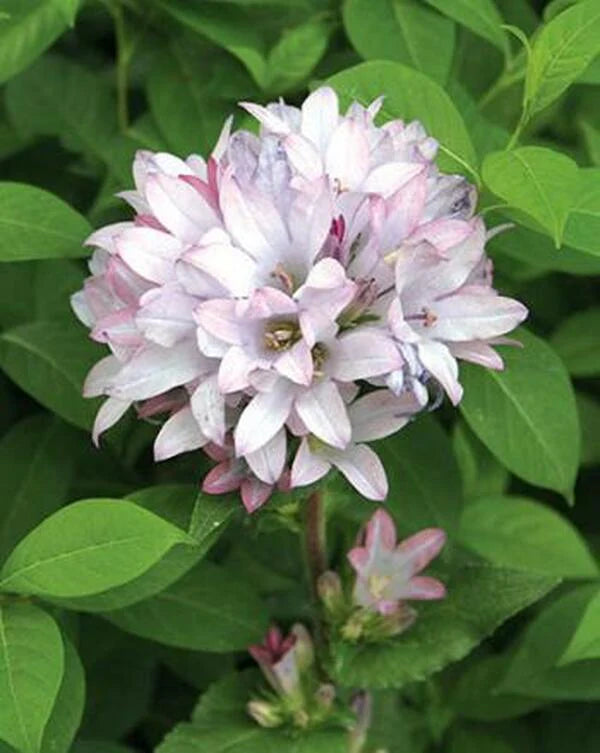 Campanula glom. 'Caroline' 2 Litre