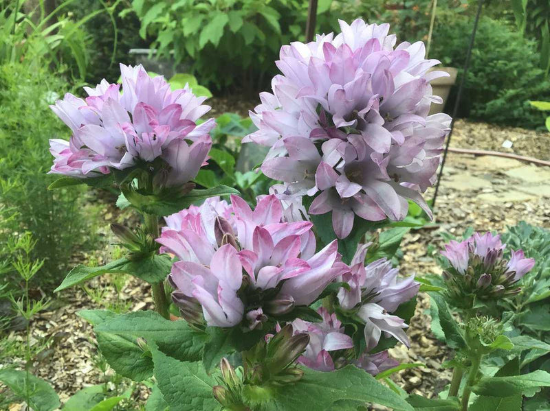 Campanula glom. 'Caroline' 2 Litre