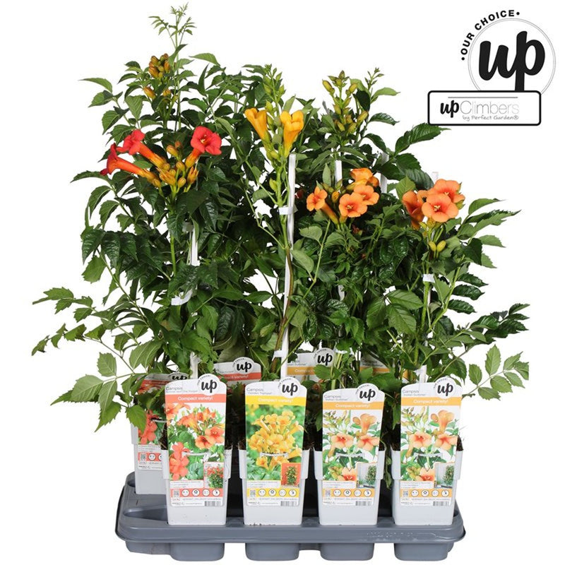 Campsis (60cm) 2 Litre