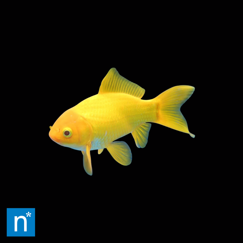 Canary Yellow Goldfish | Carassius auratus (5–8cm)