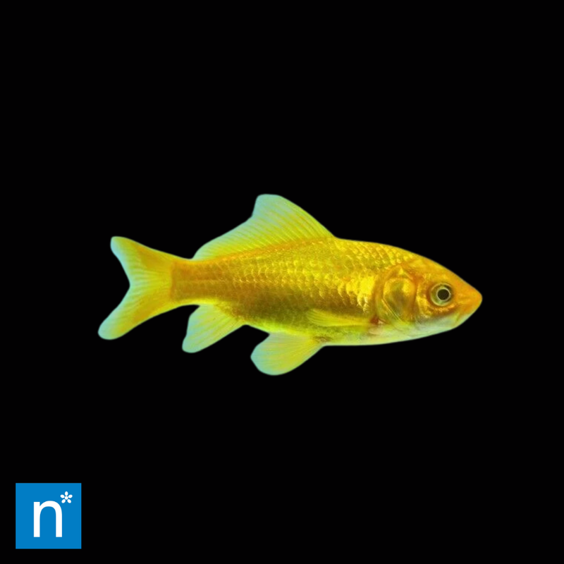 Canary Yellow Goldfish | Carassius auratus (5–8cm)